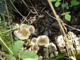 Mycena galericulata image