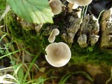 Mycena galericulata image