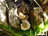 Mycena galericulata image