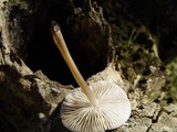Mycena galericulata image