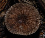 Pluteus perroseus image
