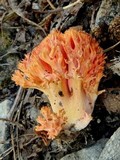 Ramaria subbotrytis image