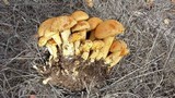 Gymnopilus ventricosus image