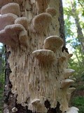Sarcodontia pachyodon image