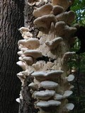 Sarcodontia pachyodon image