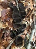 Urnula craterium image