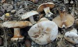 Cortinarius scaurotraganoides image