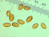 Cortinarius scaurotraganoides image