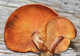 Gymnopilus aeruginosus image