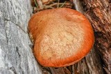 Gymnopilus aeruginosus image