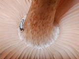Pluteus perroseus image