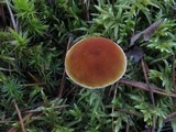 Cystoderma jasonis image