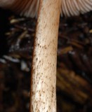 Pluteus perroseus image