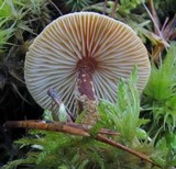 Cystoderma jasonis image