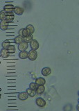 Pluteus perroseus image