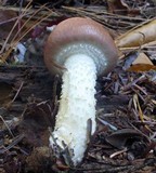 Stropharia hornemannii image