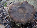 Polyporus brumalis image