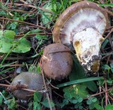 Suillus luteus image