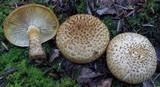 Leucopholiota decorosa image