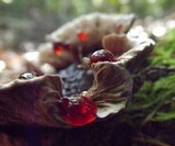 Hydnellum peckii image