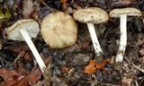 Megacollybia rodmani image