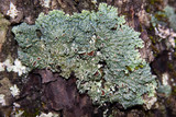 Heterodermia hypoleuca image
