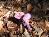 Laccaria amethystina image