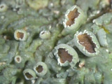 Heterodermia hypoleuca image