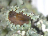 Heterodermia hypoleuca image