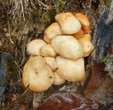 Psathyrella piluliformis image