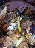 Elaphocordyceps longisegmentis image