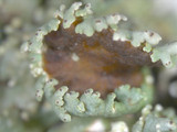 Heterodermia hypoleuca image