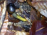 Elaphocordyceps longisegmentis image
