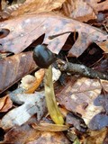 Elaphocordyceps longisegmentis image