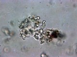 Onnia circinata image