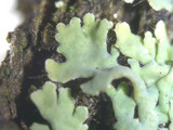 Heterodermia hypoleuca image