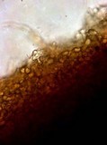 Onnia circinata image