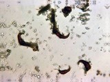 Onnia circinata image