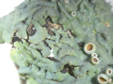 Heterodermia hypoleuca image