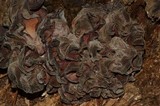 Auricularia fuscosuccinea image