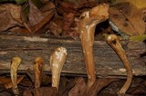 Clavariadelphus americanus image