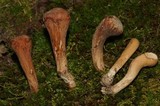 Clavariadelphus unicolor image
