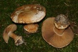Cortinarius scaurotraganoides image