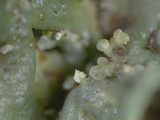Heterodermia hypoleuca image
