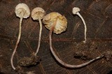 Cystolepiota seminuda image