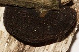Hexagonia hydnoides image