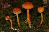 Hygrocybe mucronella image