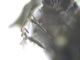 Heterodermia hypoleuca image
