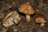 Inocybe fraudans image