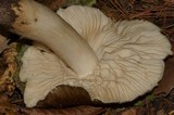 Megacollybia subfurfuracea image